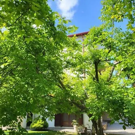μπαρμπαρόριζα δίχωρο Studio Paliouri